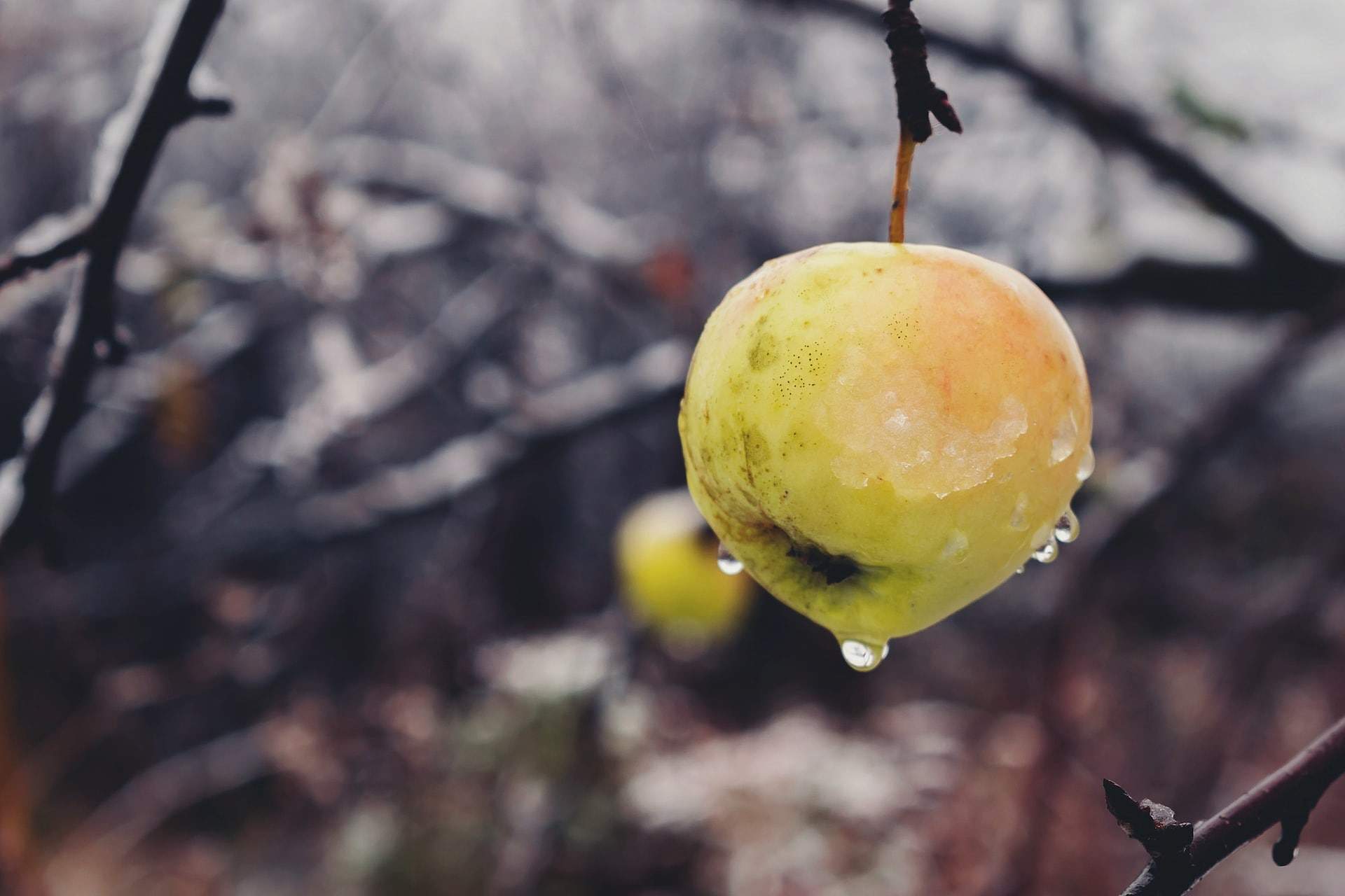 Tratamentul pomilor iarna - Menținerea unei stări fitosanitare bune pentru plantele lemnoase